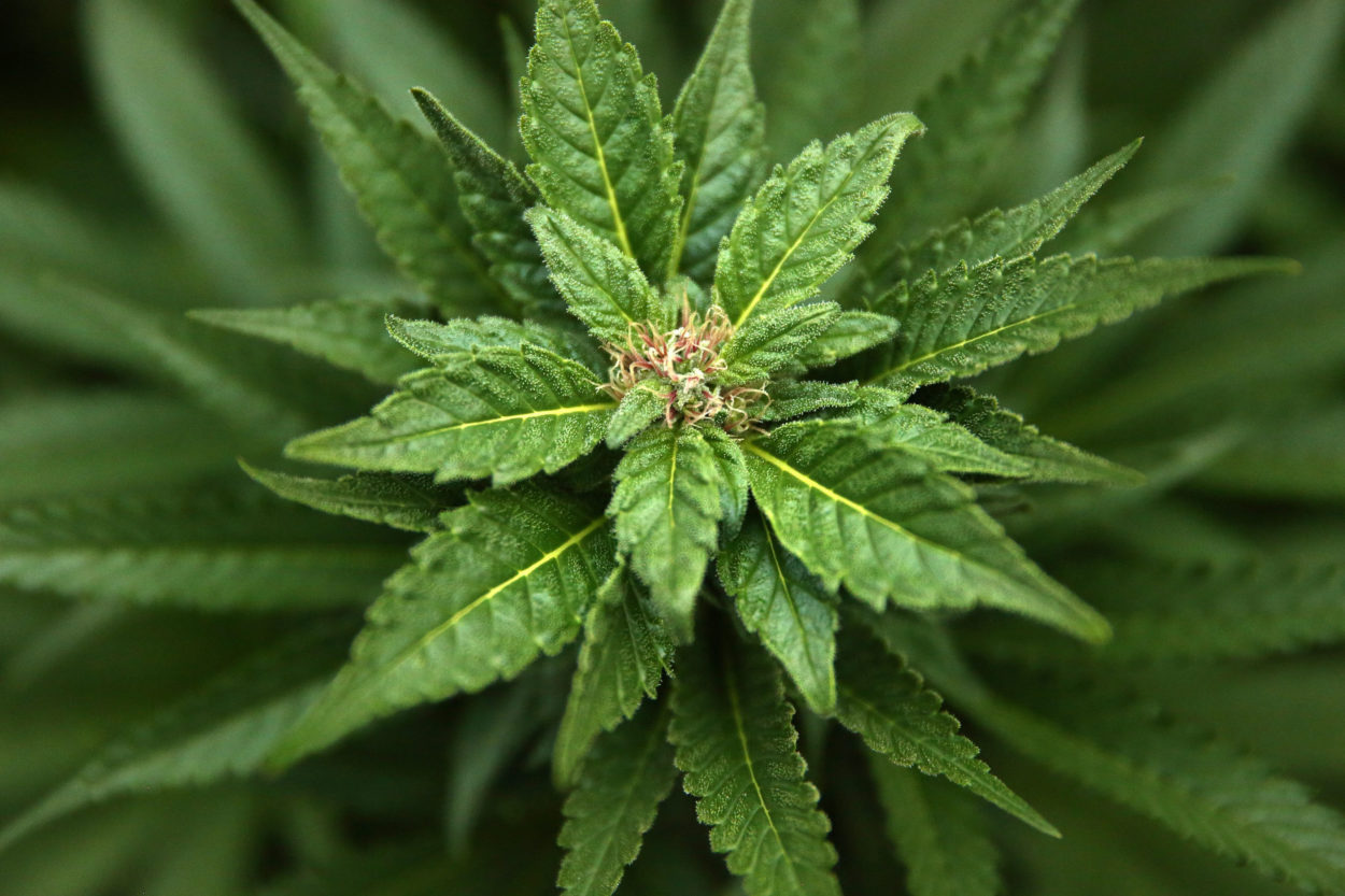 Another marijuana decriminalization push in ABQ