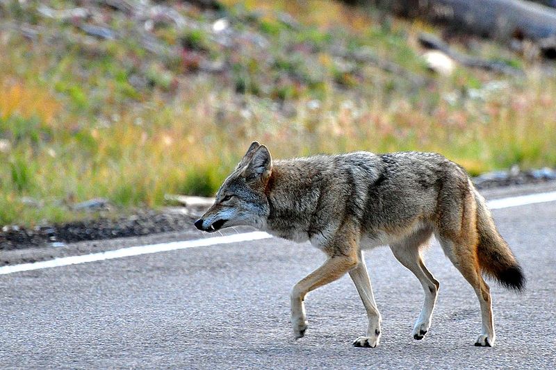 Panel OKs bill to end coyote-killing contests