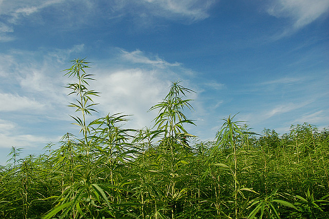 NM falling behind other states on hemp