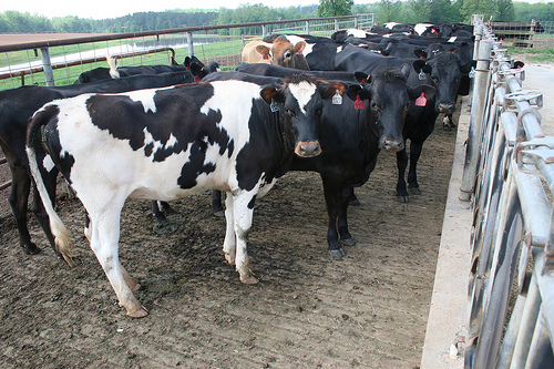 Congresswoman visits dairy contaminated by PFAS