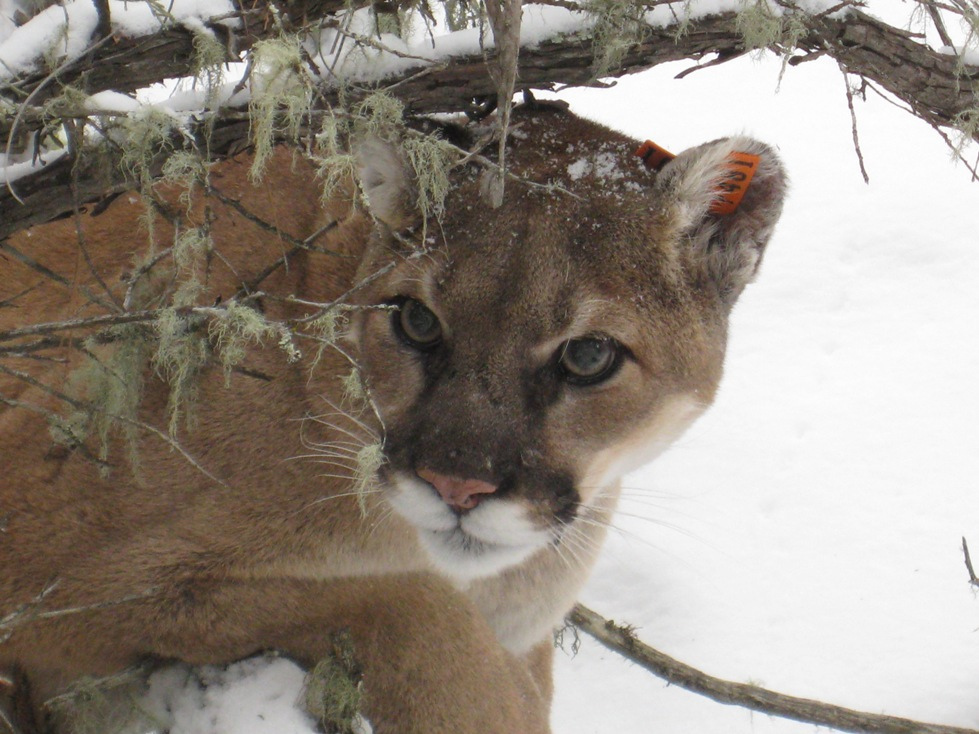 Wildlife advocates say Game and Fish allows for overhunting bears and cougars