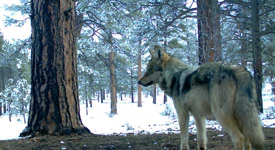 Feds release latest funding for wolf, rancher programs