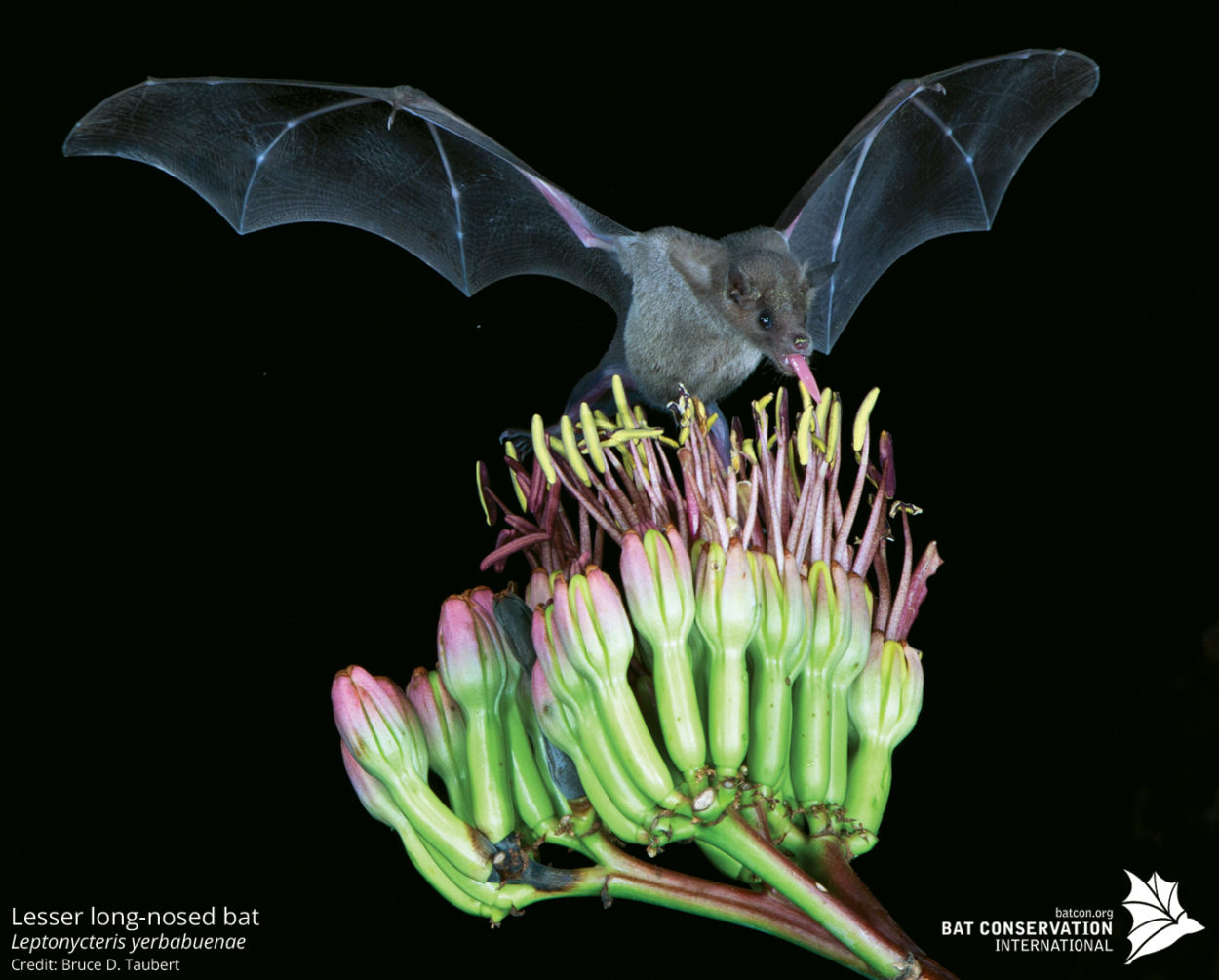 Feds say bat species thriving, no longer needs ESA protection