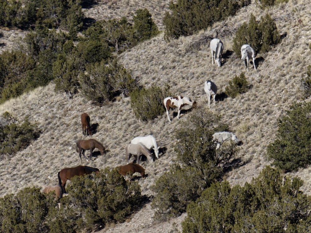 Bill would allow wild horse removals