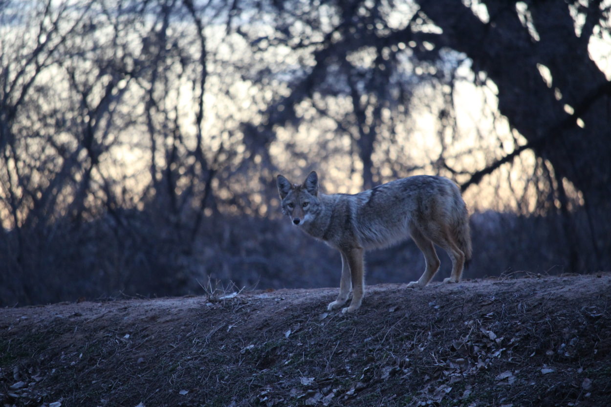 Coyotes will not be listed as endangered