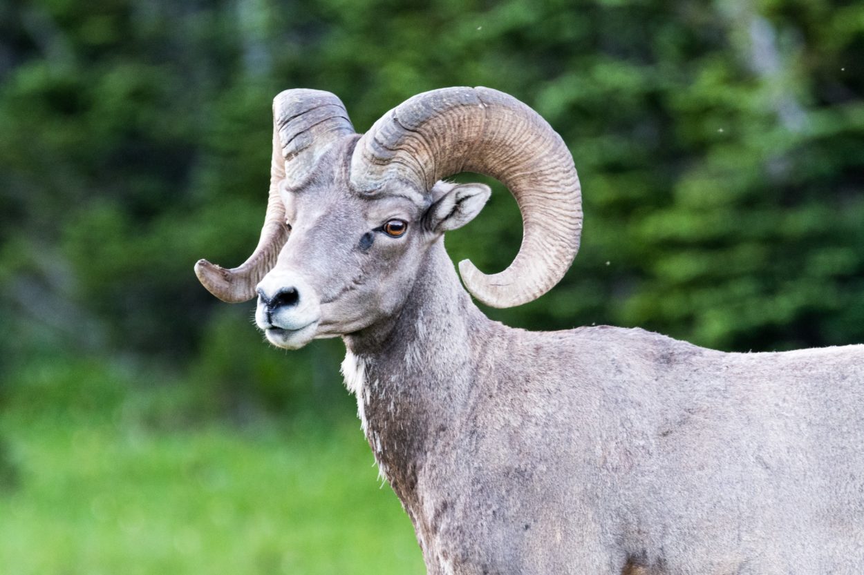 New Mexicans can help bighorn sheep recovery