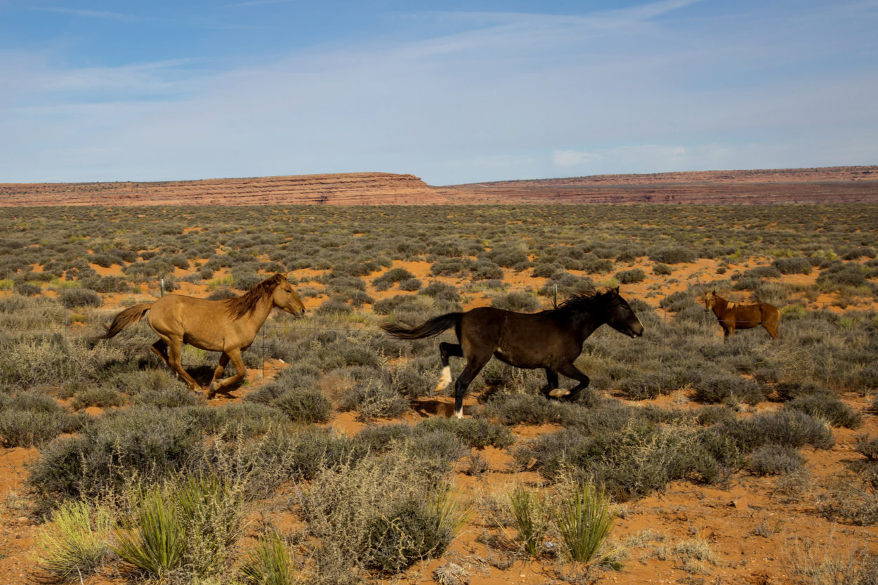The Navajo Nation has a wild horse problem