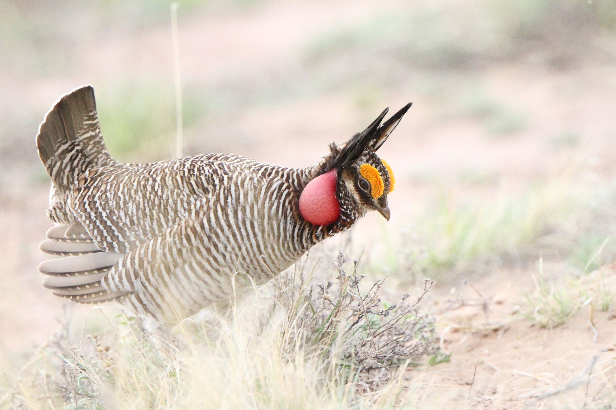 ESA rules could spell trouble for the lesser prairie chicken