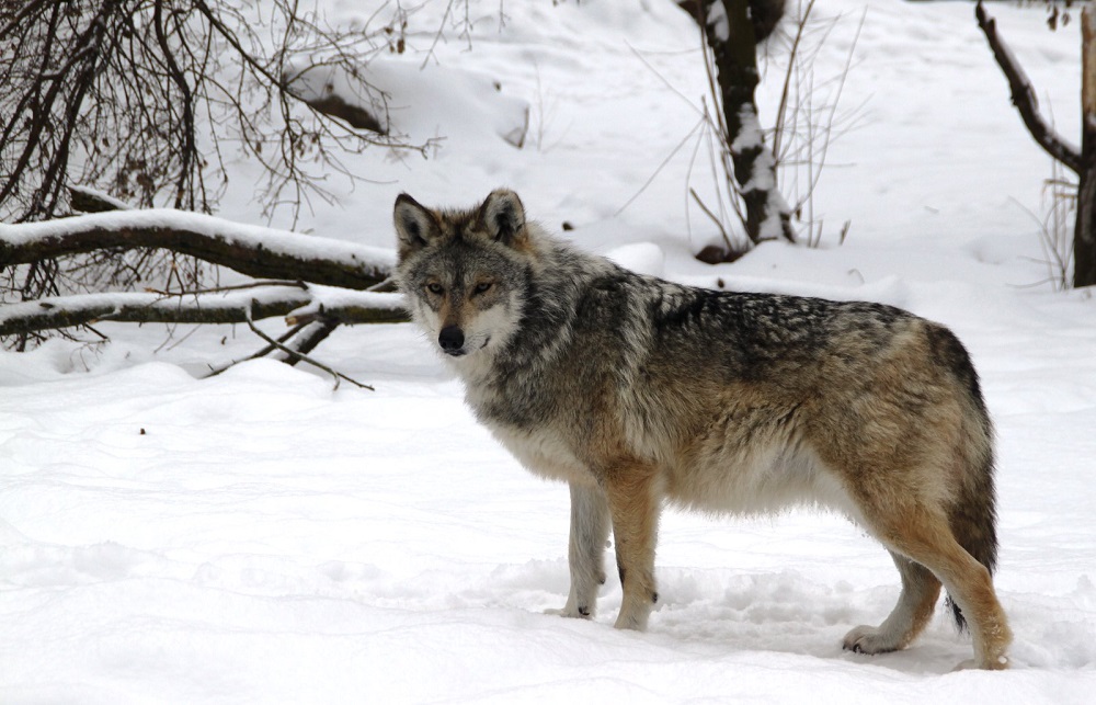 Border wall poses new problems for the endangered Mexican Gray Wolf
