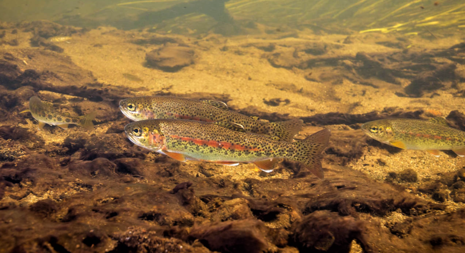 Rainbow trout plays a complex role in cutthroat restoration efforts