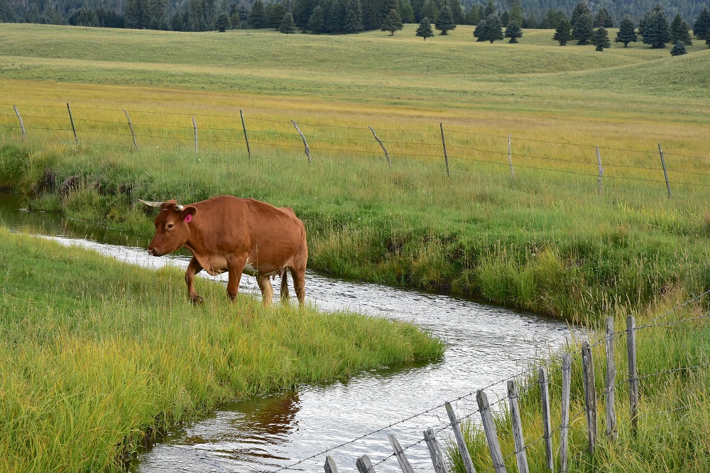 Ranchers, conservation groups unhappy with the new clean water rule, but for different reasons