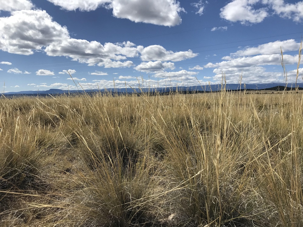 As the climate warms, ranchers keep their eyes on the grass