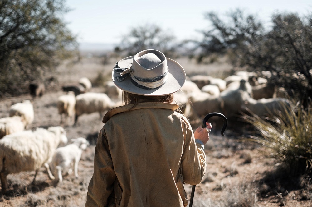 Armed with new research, ranchers rethink depredation