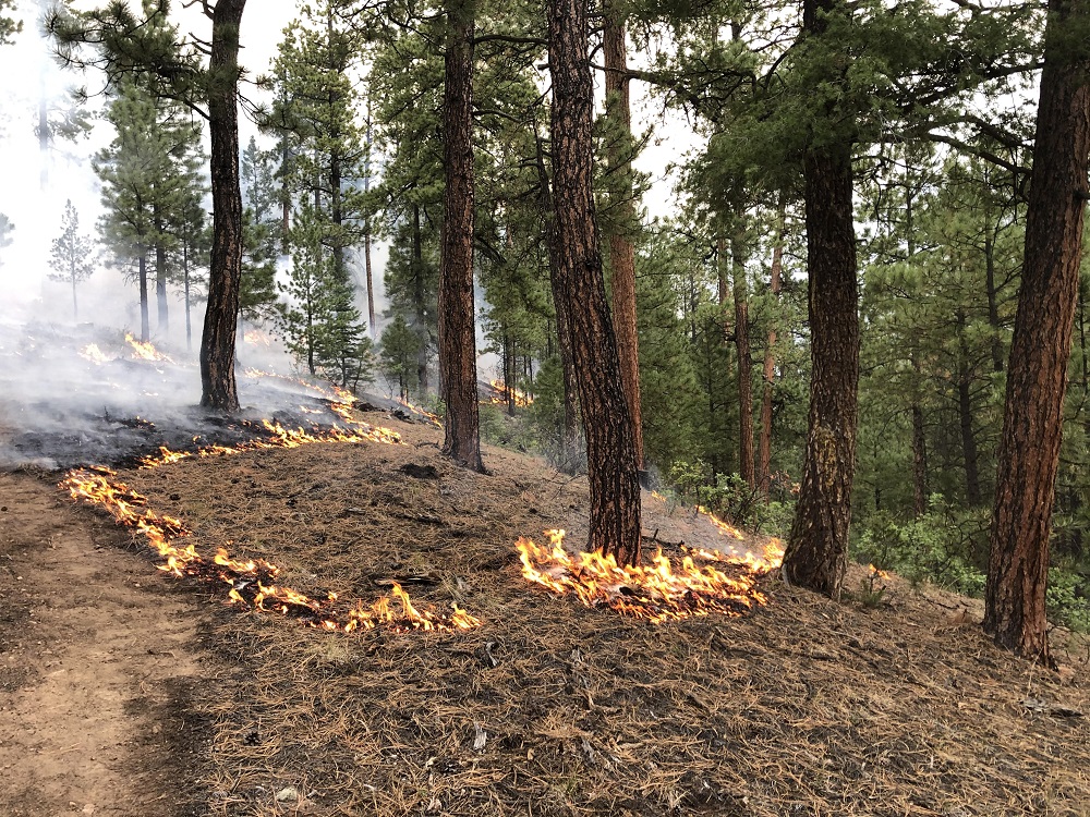 Fighting fire with fire: Forest managers rethink fire ecology in New Mexico