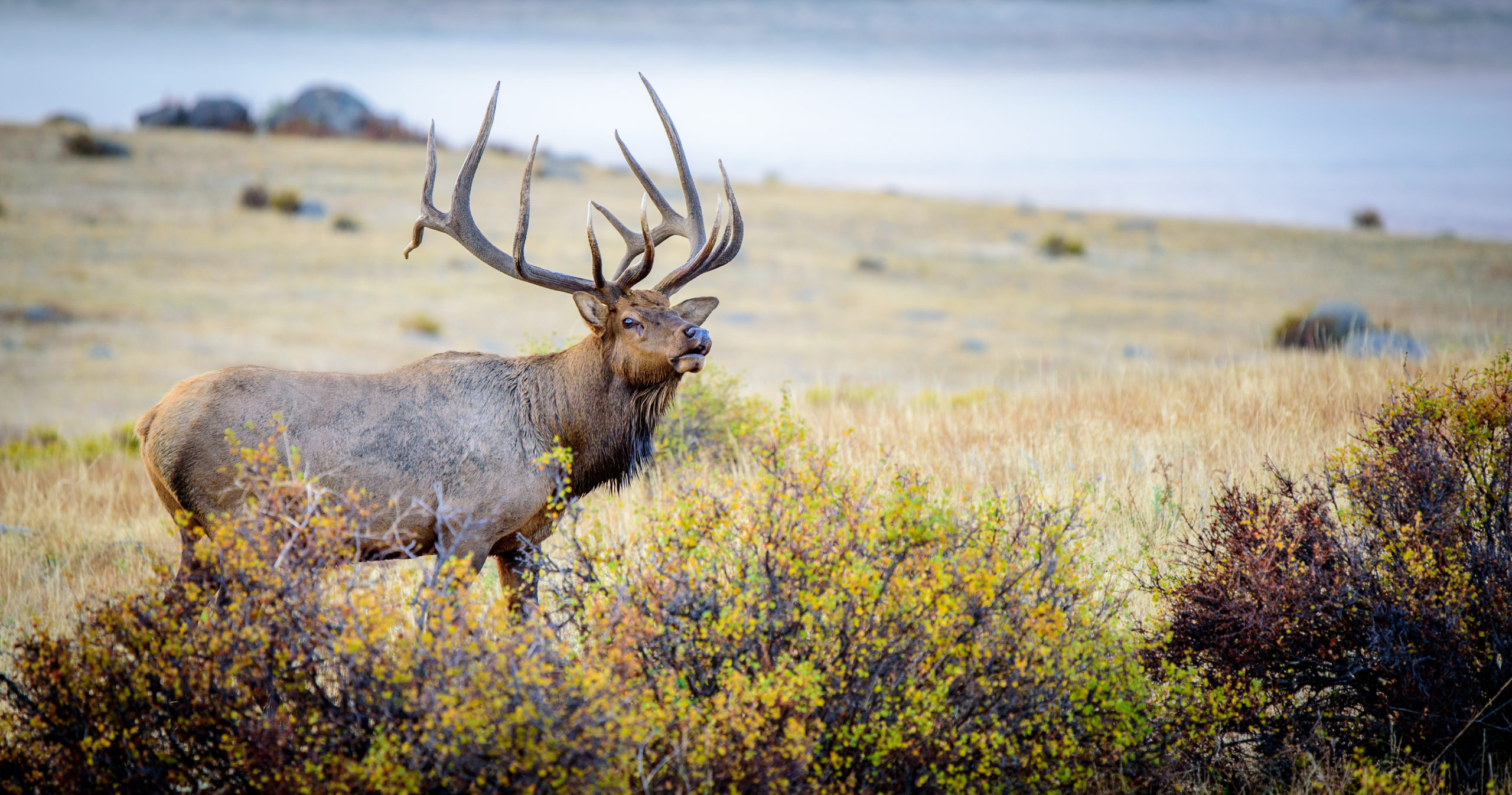 Habitat Stamp Project funding requests range from riparian restoration to protecting elk habitat