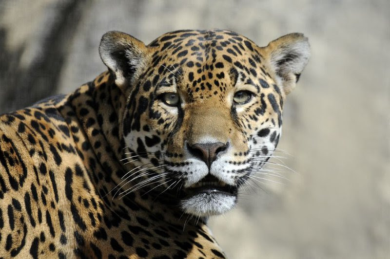 New study looks at jaguar reintroduction possibilities