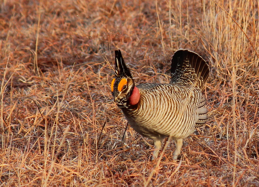 Lesser prairie chicken in New Mexico could be listed as endangered