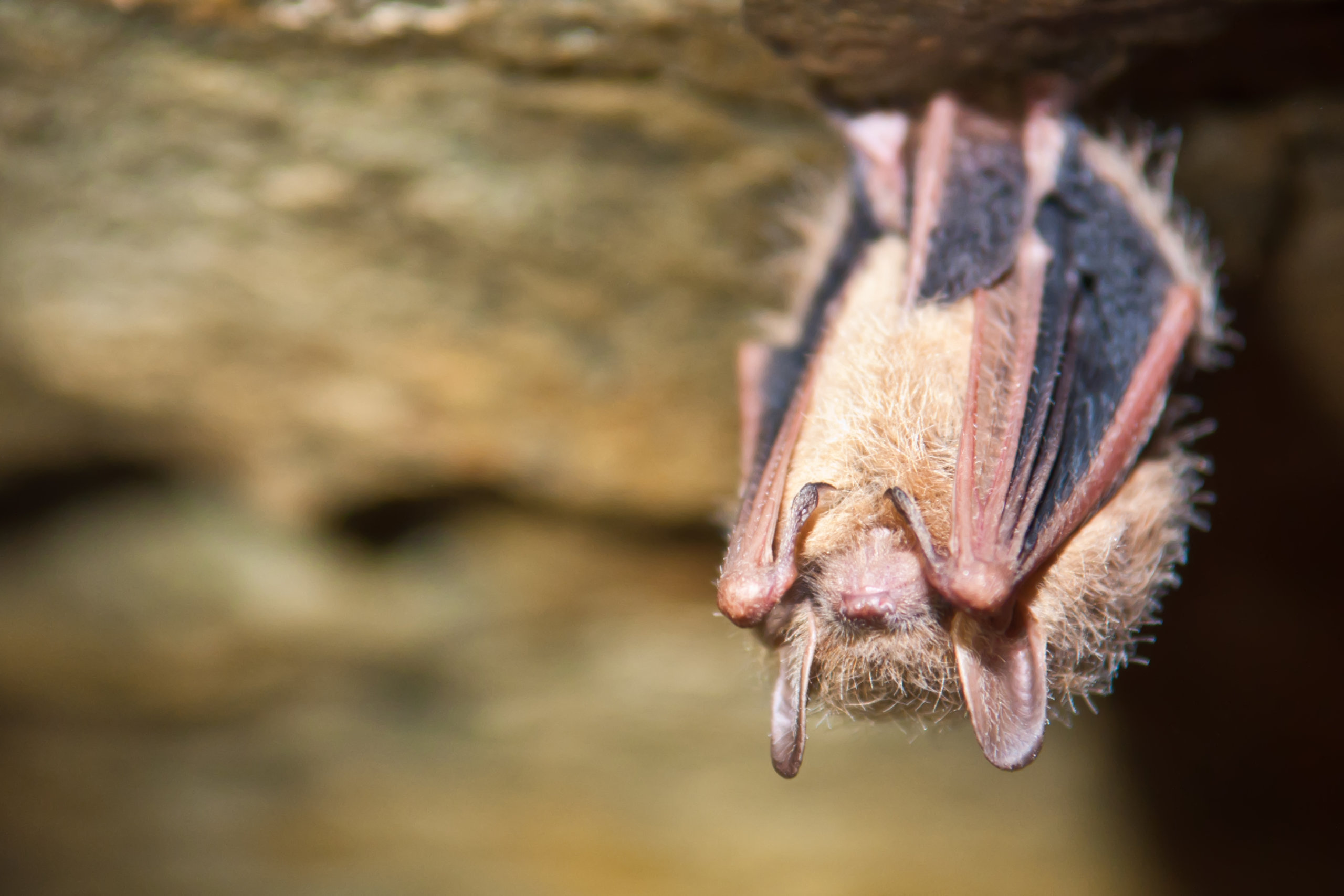 Fungus that causes white-nose syndrome is found on bats in New Mexico caves