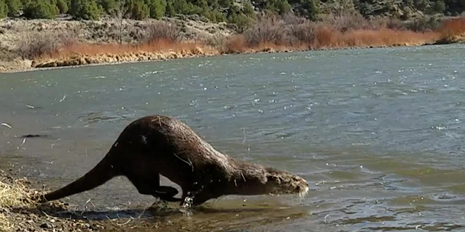 NM Department of Game and Fish considers river otter reintroduction into the Gila River