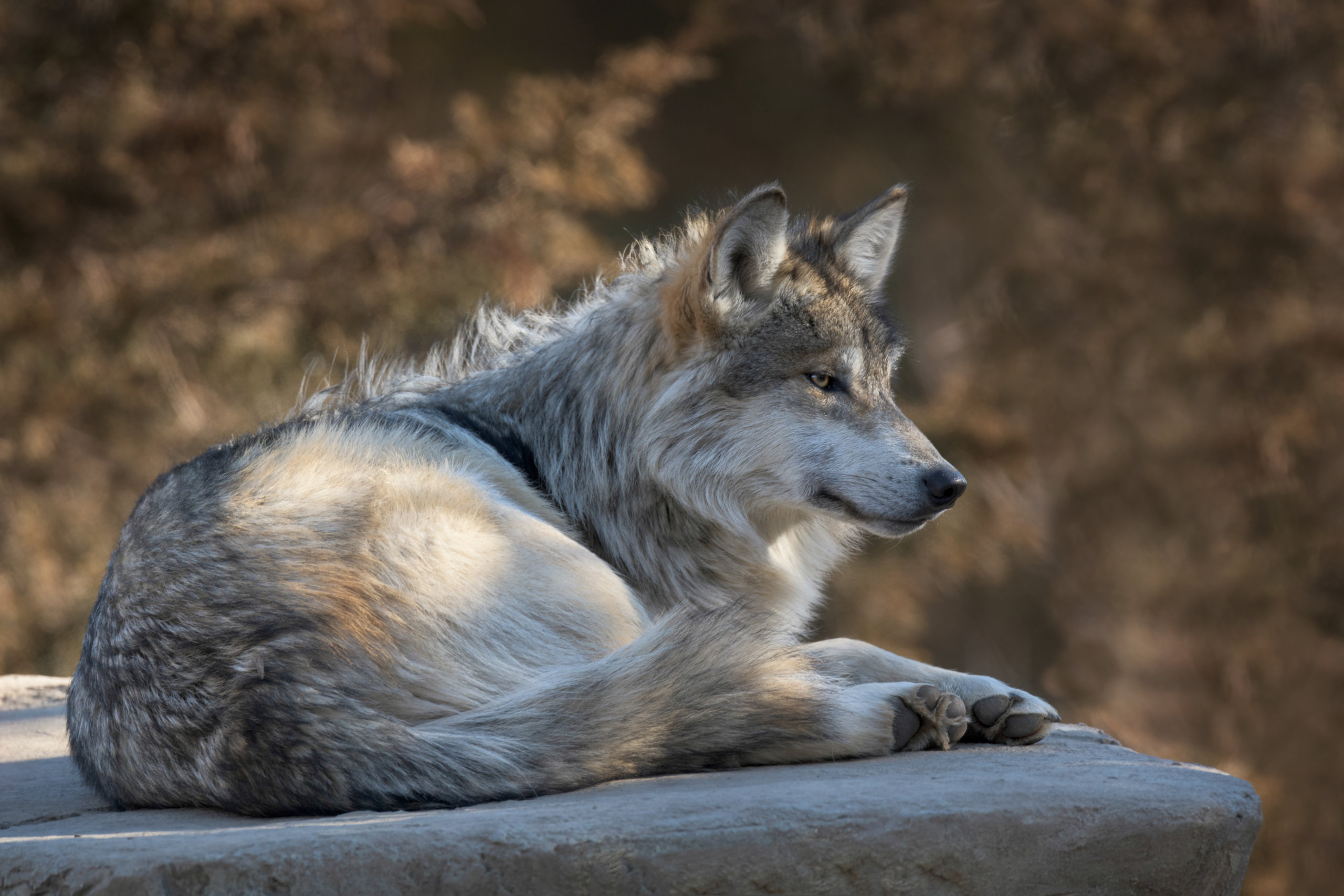 Proposed revision to Mexican wolf plan removes population cap