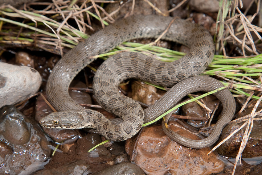 Snake receives critical habitat designations in Arizona, New Mexico