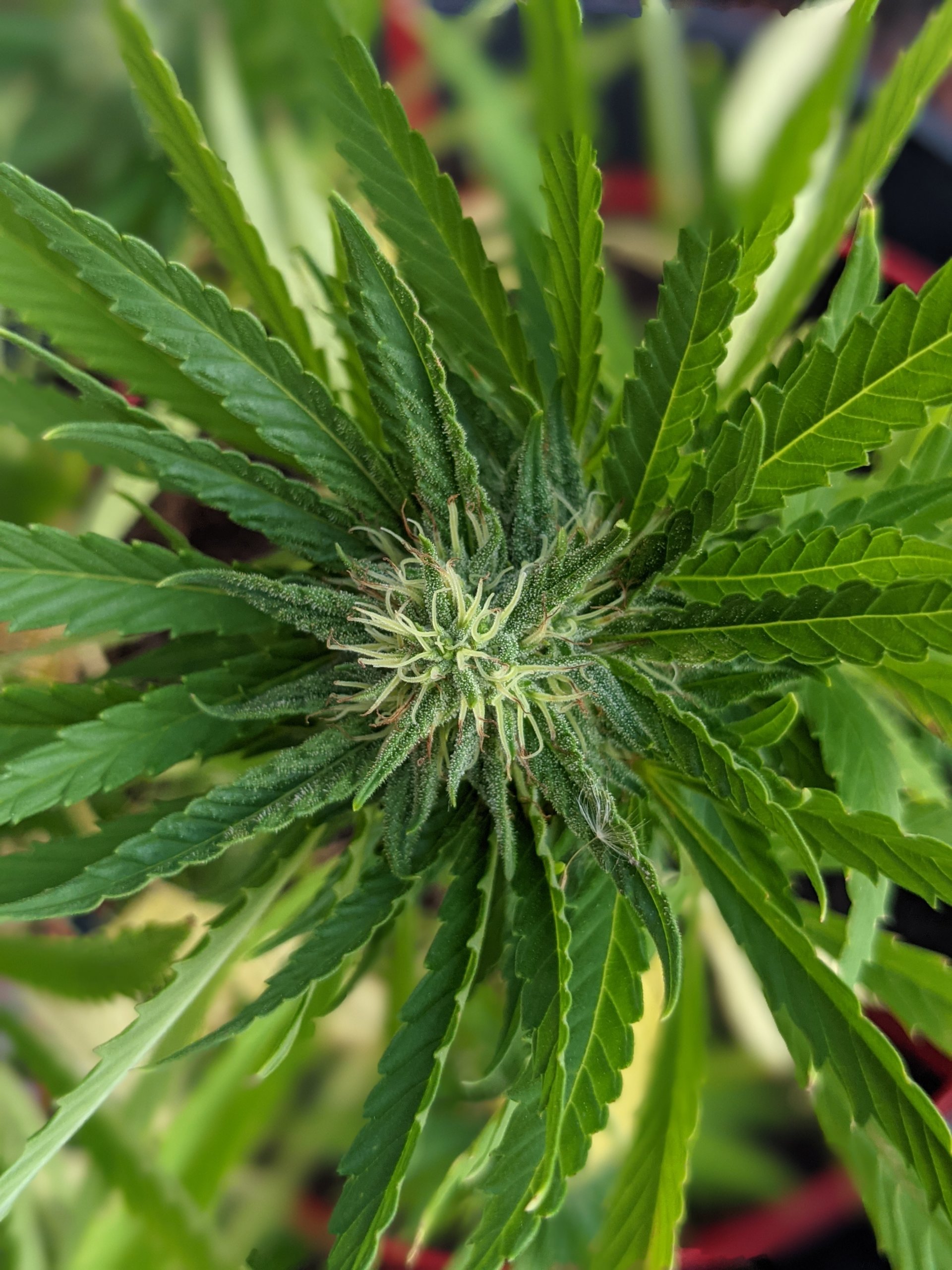 NM judge orders cannabis regulators, producer to agree on testing ‘regimen’