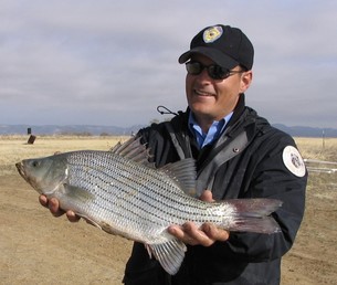 NM Department of Game and Fish considers stocking hybrid striped bass