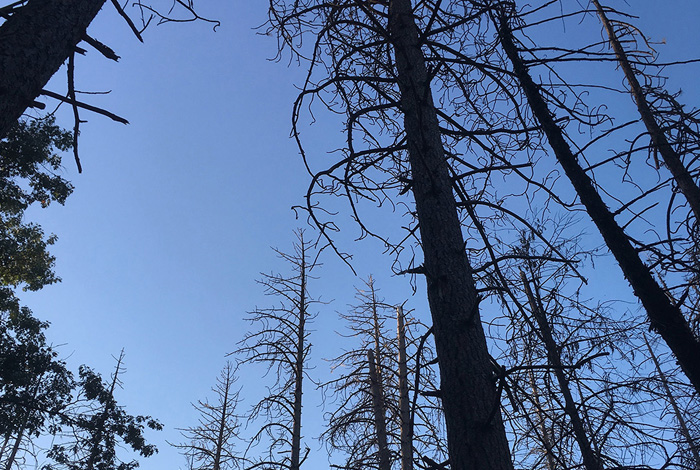 Study: Warming climate leads to more bark beetles killing trees than drought alone