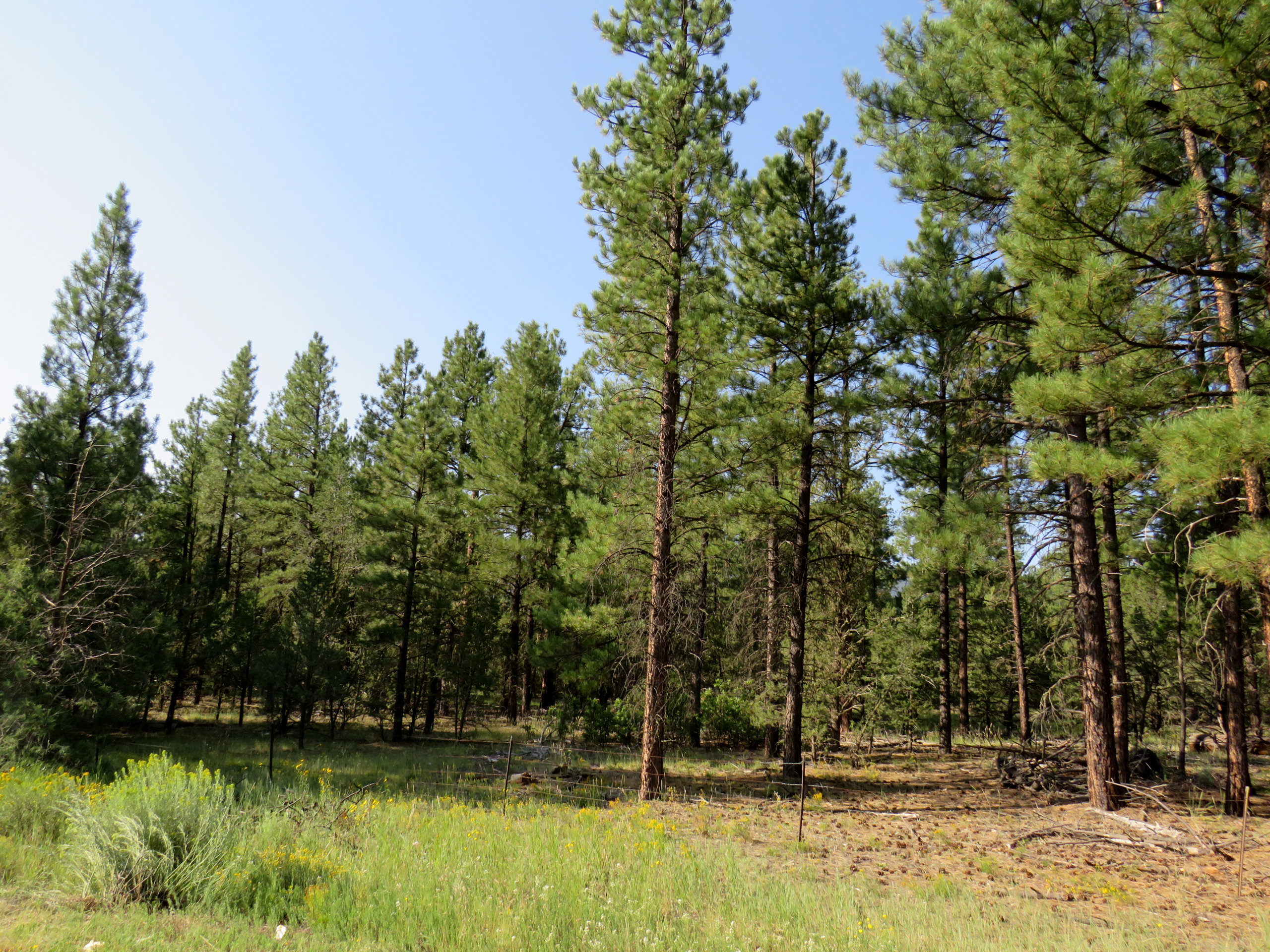 Reforestation center legislation passes first committee unanimously