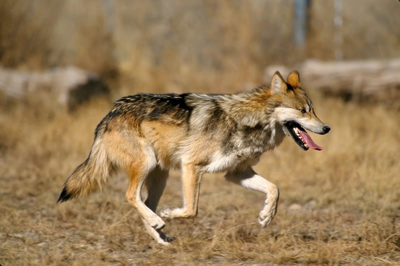Bipartisan effort would improve compensation to ranchers that lose livestock to wolves
