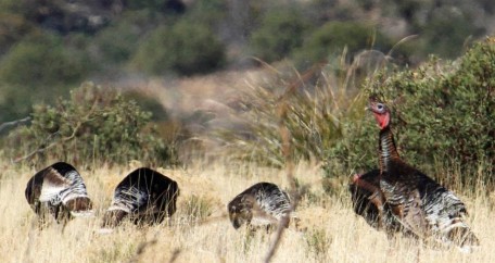 Game Commission votes to delist Gould’s turkey