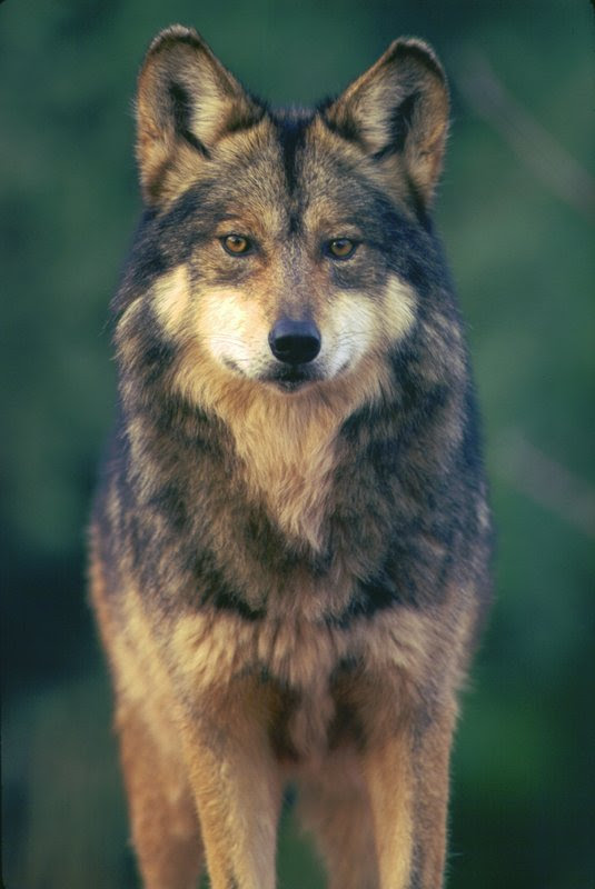 FWS releases revision to wolf recovery plan addressing poaching