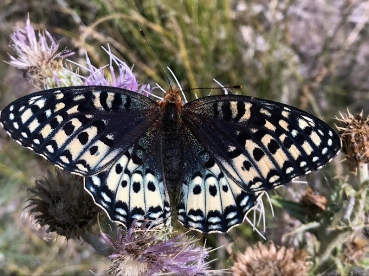 Silverspot butterfly, found in northern New Mexico, could receive federal protection