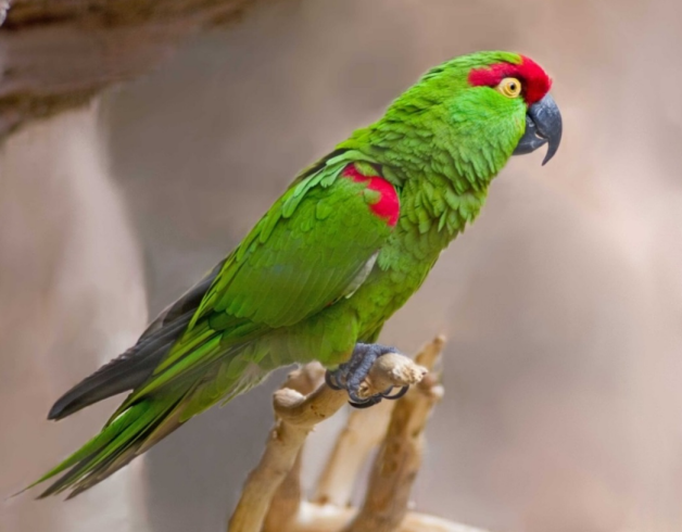 A parrot now lost in the United States may have been part of the pre-Columbian bird trade