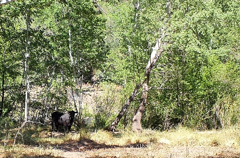 Controversy over Forest Service’s planned aerial shooting operation to remove feral cattle from the Gila Wilderness