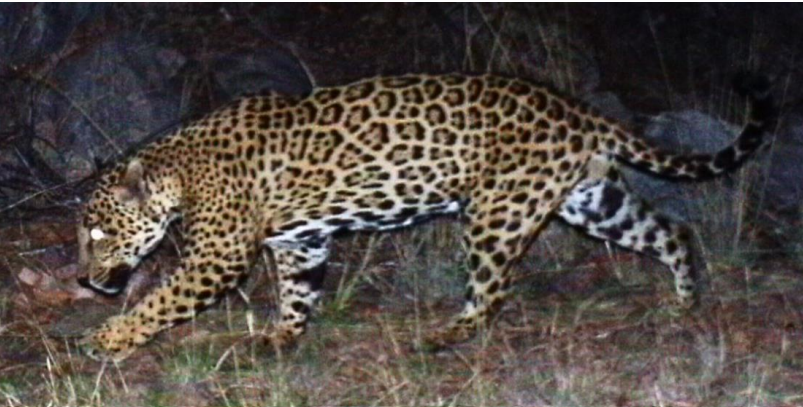 Group seeks to return jaguars to New Mexico