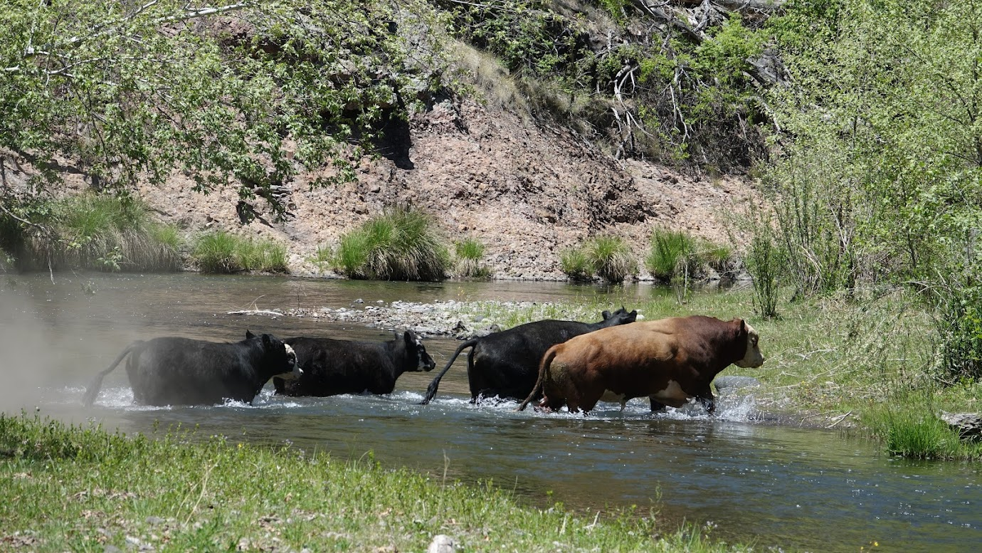 Plan to shoot Gila feral cattle draws ire from some in state House