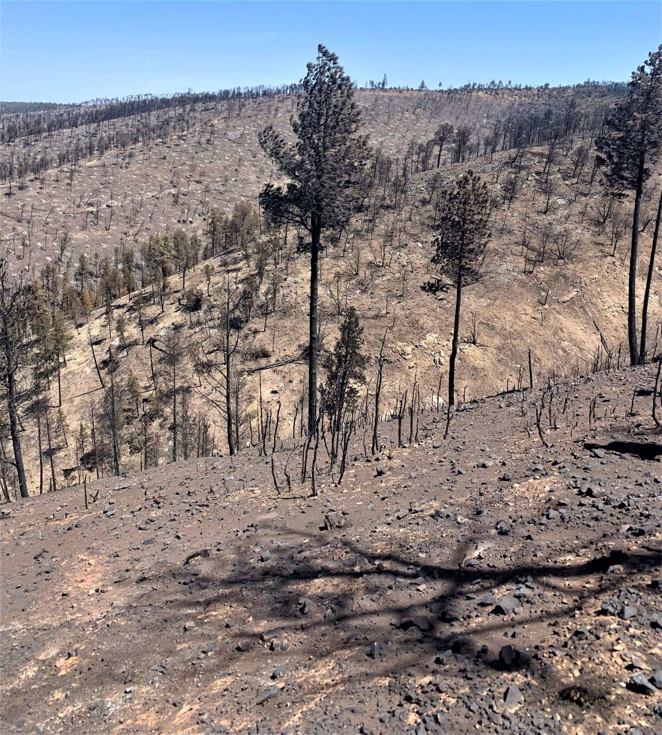 Fire recovery bills pass Senate Conservation Committee