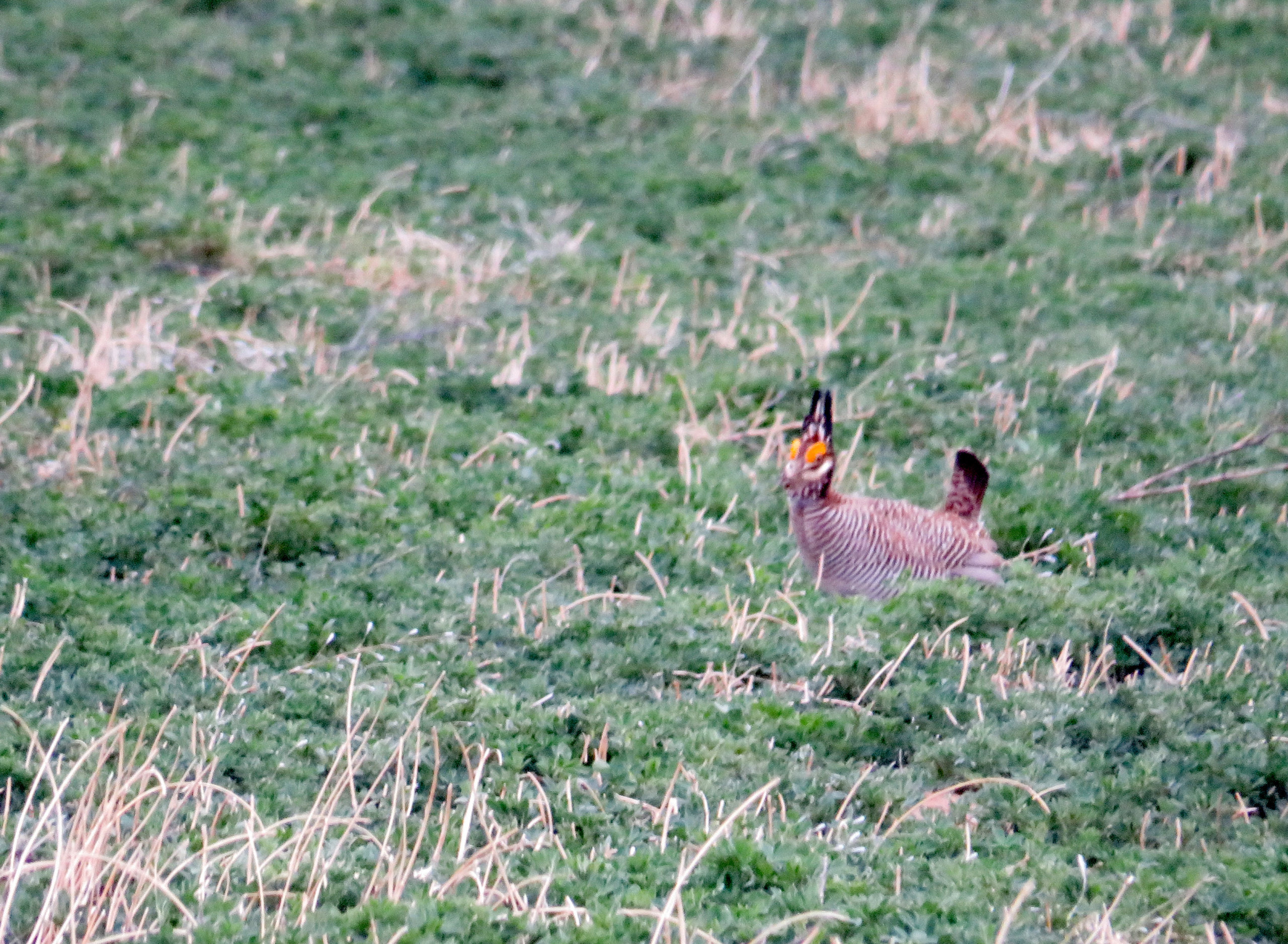 Romance on the prairie: Lesser prairie chickens gather for spring courtship amid declining habitat