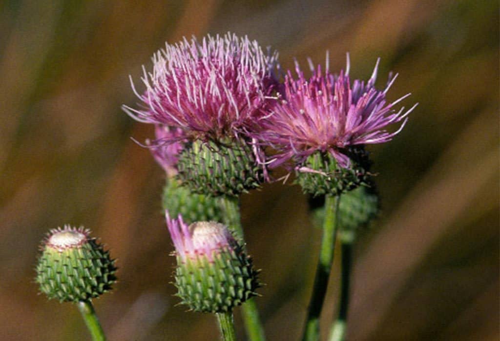 Flower found in marshes of southern New Mexico listed as threatened