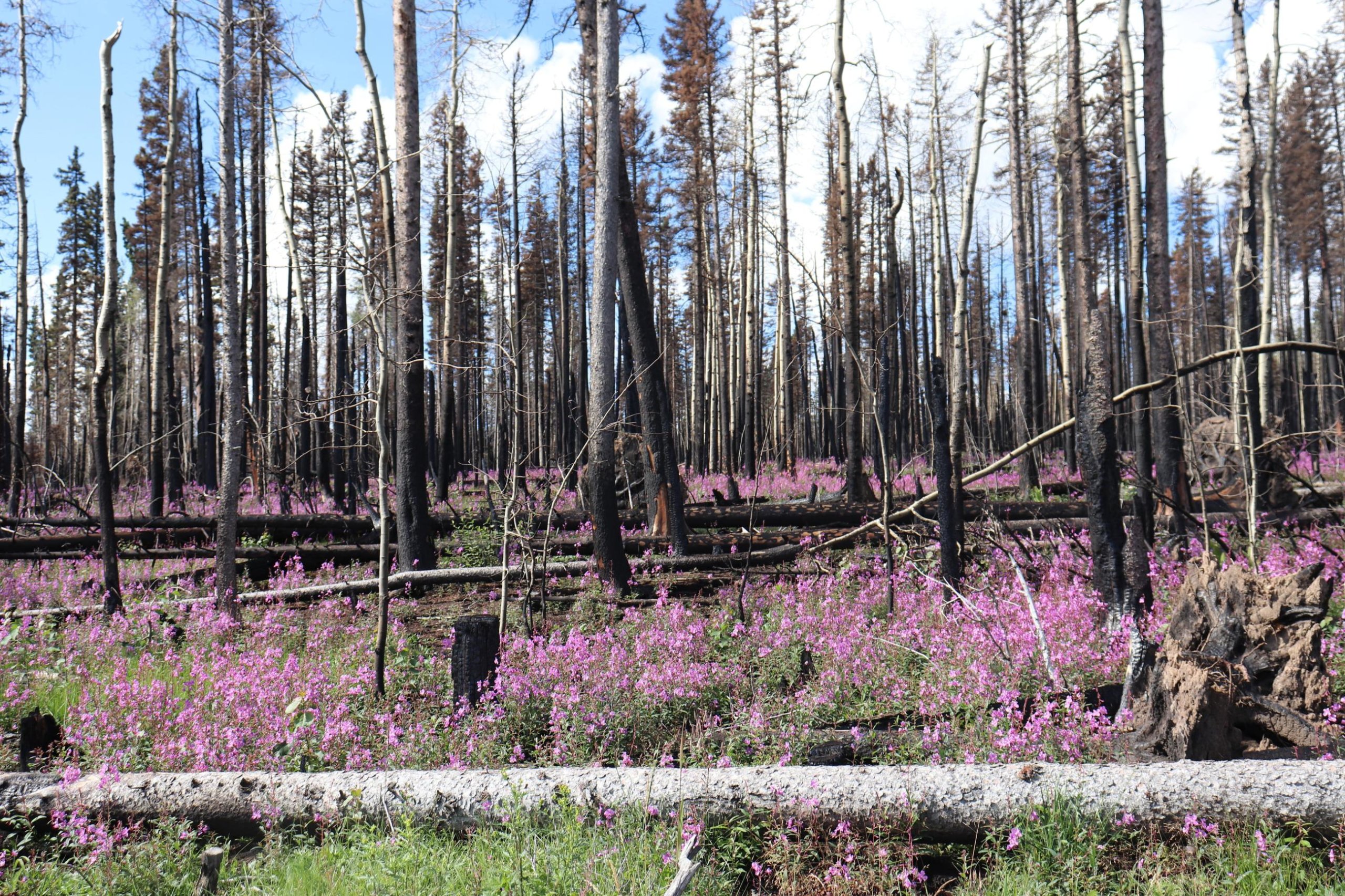 Federal legislation seeks to improve reforestation efforts after fires