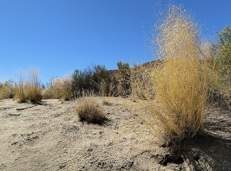 Report examines impacts of climate change on drought, vegetation in Four Corners area