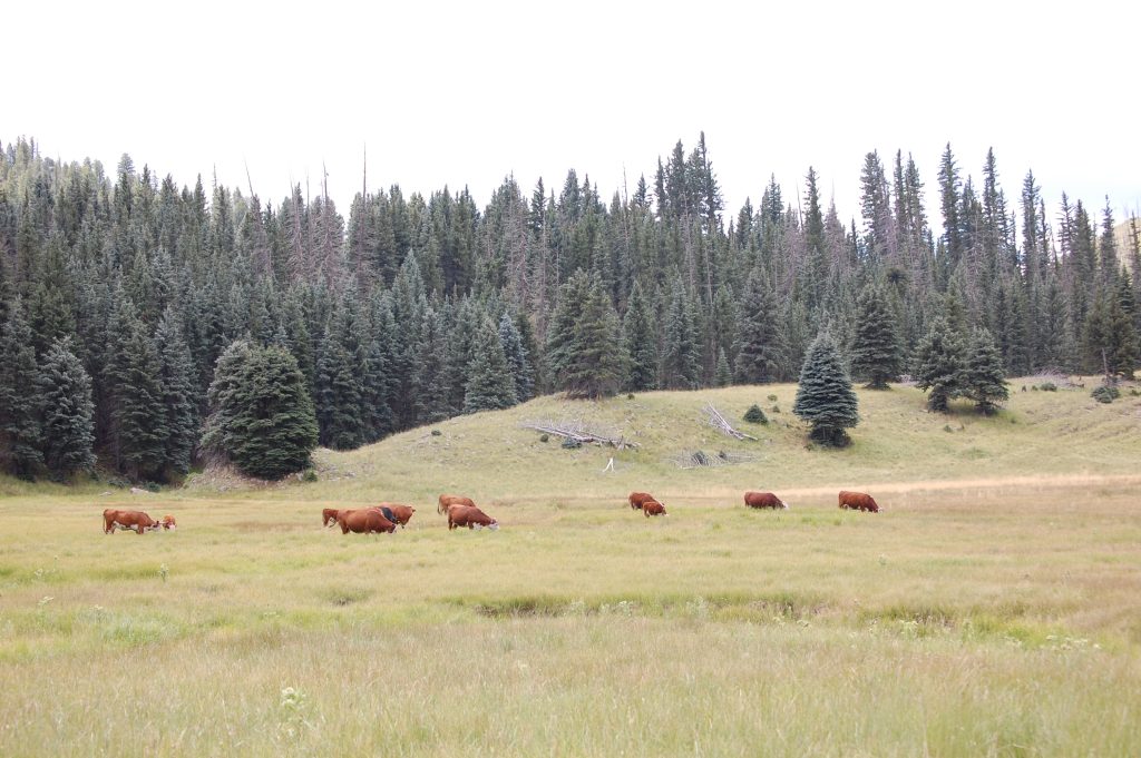 Illegal cattle grazing remains a problem in Valles Caldera National Preserve
