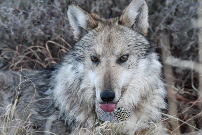 Mexican wolf population continues to grow
