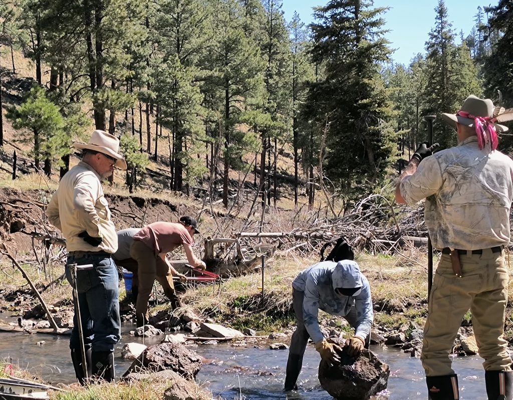 Out of the ashes: Crews work to improve habitat for Gila trout