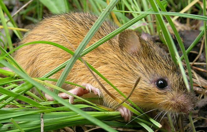 Advocates allege Fish and Wildlife Service isn’t protecting an endangered mouse from grazing