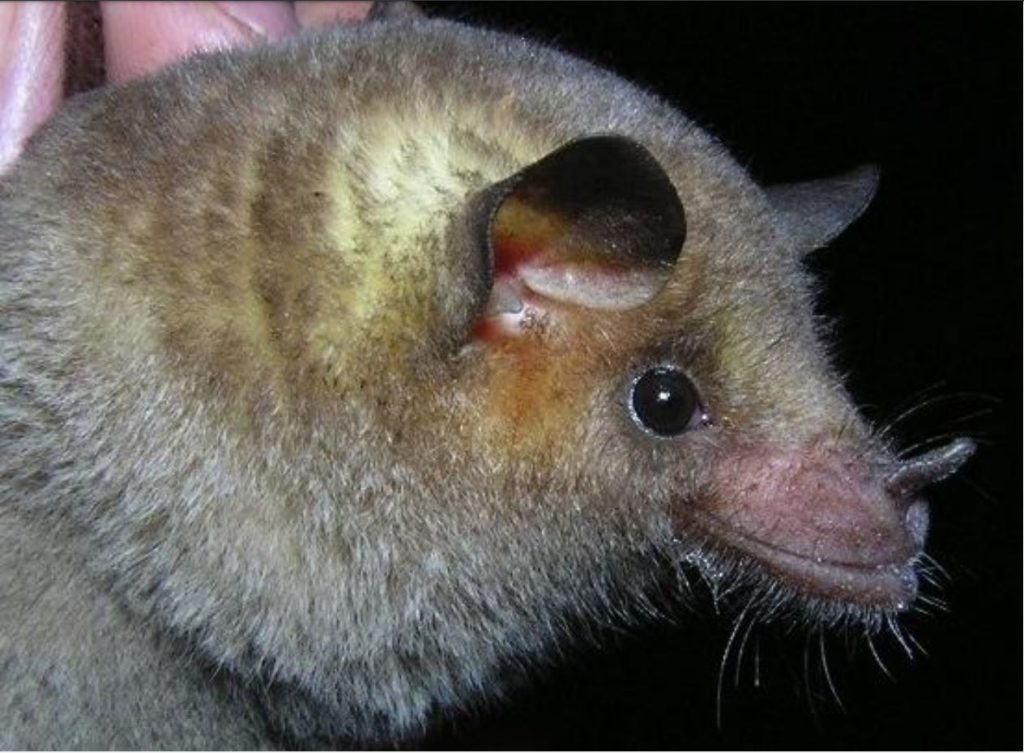 U.S. Fish and Wildlife Service releases recovery plan for endangered bat