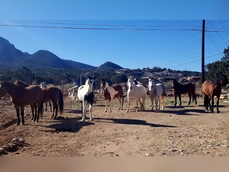 Wild horses