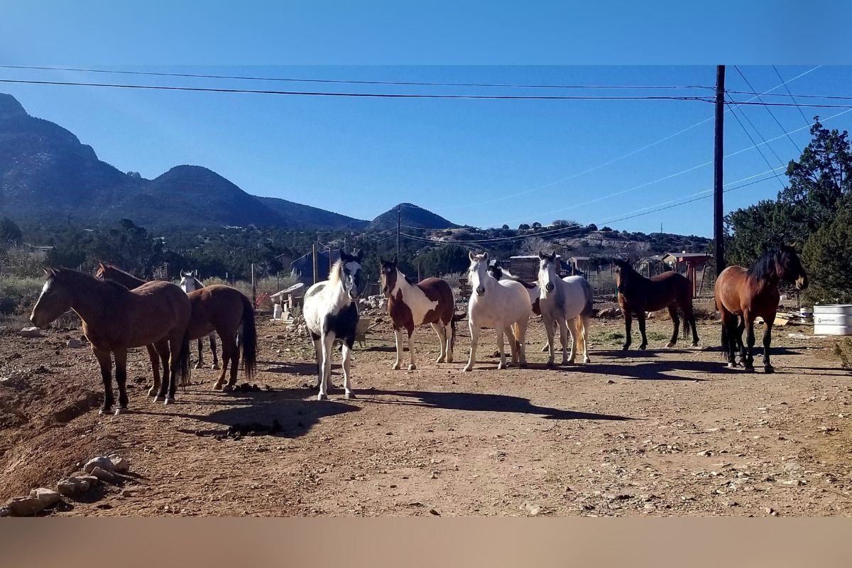 Wild horses