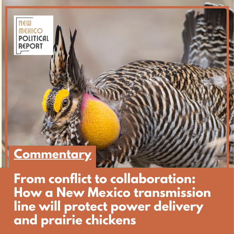 Commentary: From conflict to collaboration — How a New Mexico transmission line will protect power delivery and prairie chickens